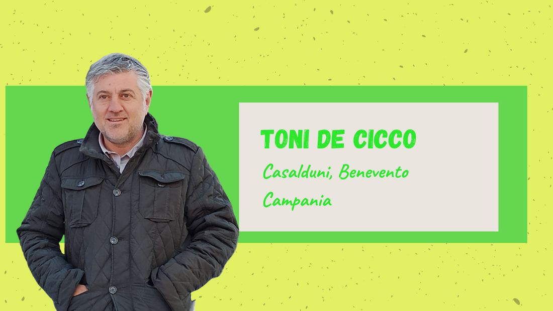 Toni De Cicco, Campania vinbonde